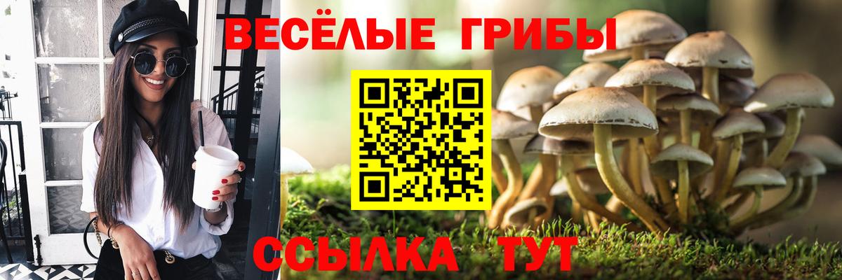 Псилоцибиновые грибы Psilocybe Ставрополь